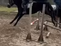 घोड़ा, Hungarian horse breed — फ़ोटो 2