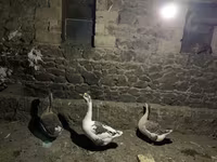 Geese — फ़ोटो 1