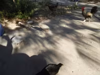 Guinea fowl — 写真 4