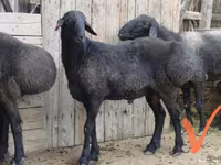 Bélier, Moutons — photo 1