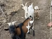 बकरियाँ (लॉट, लिंग निर्दिष्ट नहीं), बकरियाँ — फ़ोटो 3