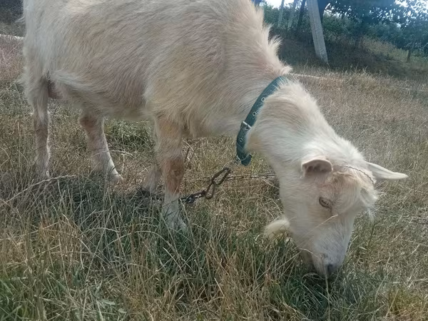Коза, Козлы