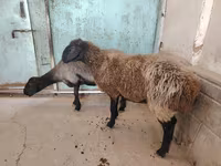 母羊, Sheep — 照片 6