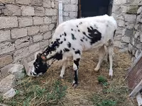 Krowa, Russian Black pied cattle — zdjęcie 6