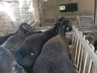 كبش, Rhon sheep — الصورة 6