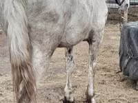 Cavalo, Vladimir heavy draft — foto 7