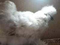 Chickens — foto 5
