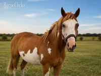 घोड़ा, American paint horse — फ़ोटो 3