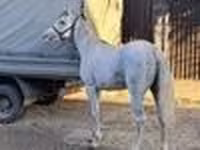 Cavalo, Arabian horse — foto 6