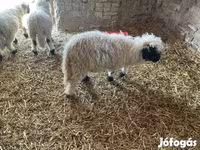 公羊, Wallis Country sheep — 照片 1