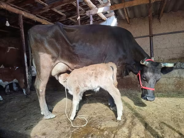 Vaca, Ganado vacuno