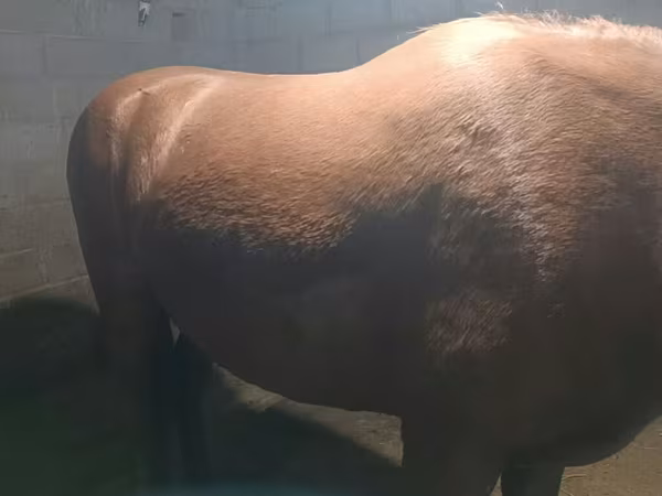 فرس, Budyonny horse