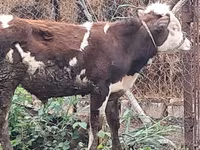 公牛, Red-spotted breed — 照片 5