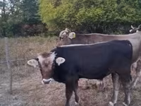 Byk, Brązowa karpacka rasa — zdjęcie 2