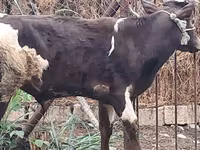 公牛, Red-spotted breed — 照片 2