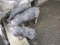 नर सूअर, Виндснайер — फ़ोटो 1