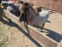 Stute, Shetland Pony — Foto 5