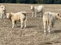 Taureau, Charolais cattle — photo 6