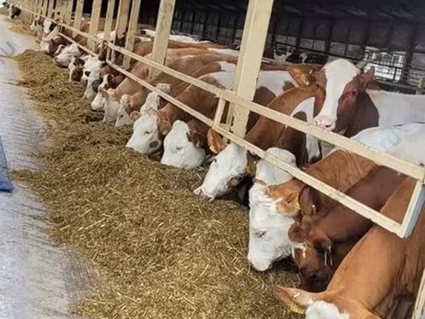 Vache, Aberdeen-Angus