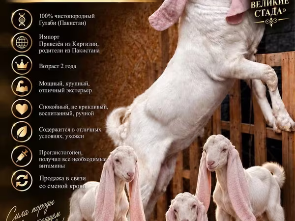 تيس, Gulabi goats