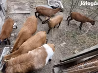 Beran, Cameroon sheep — foto 3