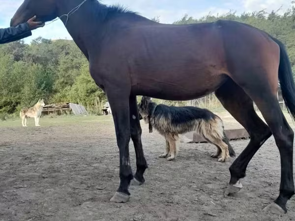 Mare, Anglo-Arabian