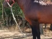 公马, Horses — 照片 7
