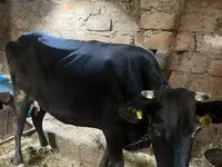 Vache, Bovins — photo 2