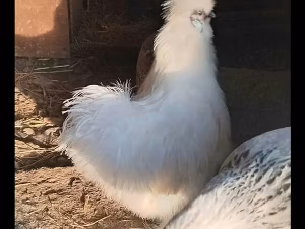 Silkie