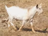 Chèvre, Nubian Goat — photo 5