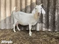 Bode, Saanen goat — foto 3