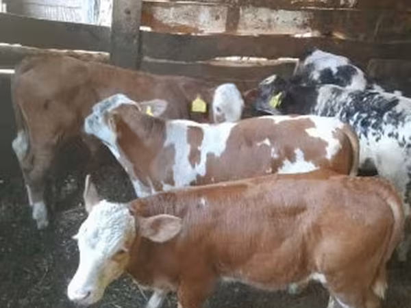 Taureau, Simmental cattle