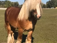 Caballo, Belgian Draught — foto 5