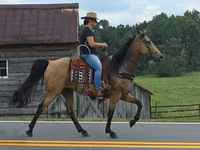 Mare, Missouri foxtrotter — photo 8