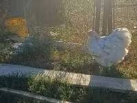 Orpington — Foto 3