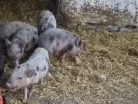 Pigs (batch, sex not specified), Вьетнамская вислобрюхая — photo 5
