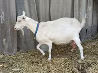 बकरा, Saanen goat — फ़ोटो 8