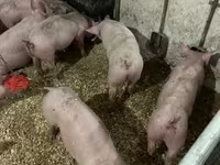 Pigs (batch, sex not specified), Гипор — photo 5