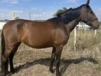 Stute, Nonius horse — Foto 3