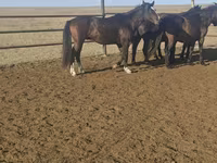 Horse (M), New Altai Horse — photo 1