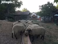 भेड़, Tsigai sheep — फ़ोटो 1
