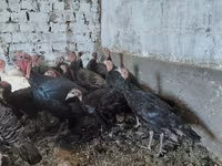 Turkeys — photo 3