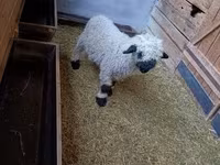 Carnero, Valais Blacknose sheep — foto 3