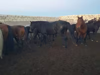 公马, Kushum Horse — 照片 7