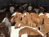 公牛, Simmental cattle — 照片 5