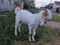 Boucs, Gulabi goats — photo 3