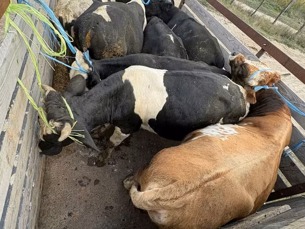 Cow, Simmental cattle
