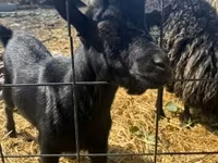 公山羊, Dutch Landrace goats — 照片 2