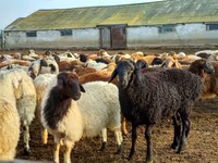 Bélier, Moutons — photo 2