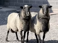 Sheep, Romanov sheep — photo 2